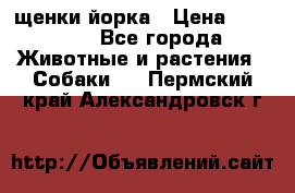 щенки йорка › Цена ­ 15 000 - Все города Животные и растения » Собаки   . Пермский край,Александровск г.